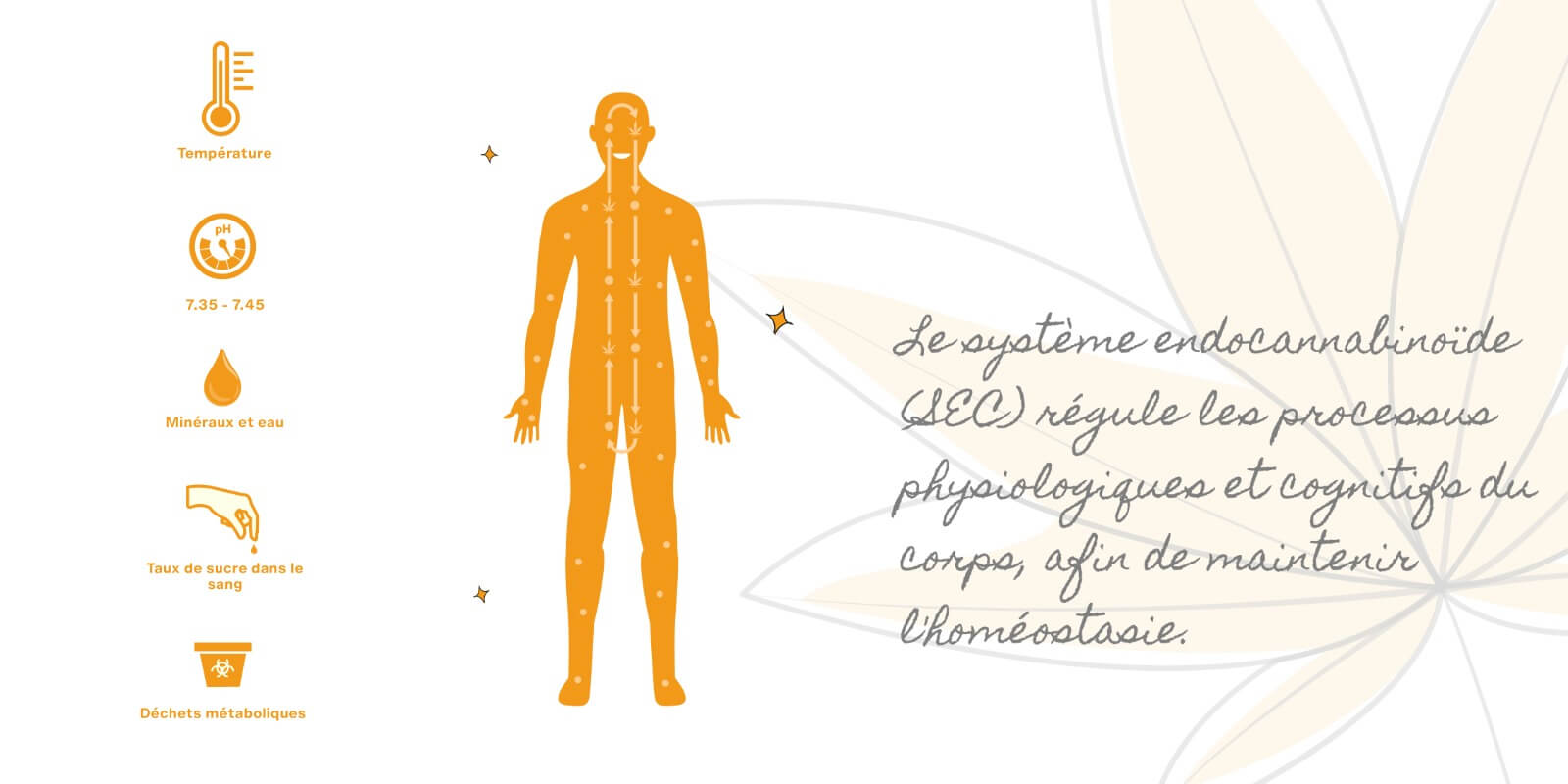 Qu’est ce que le système endocannabinoïde ?